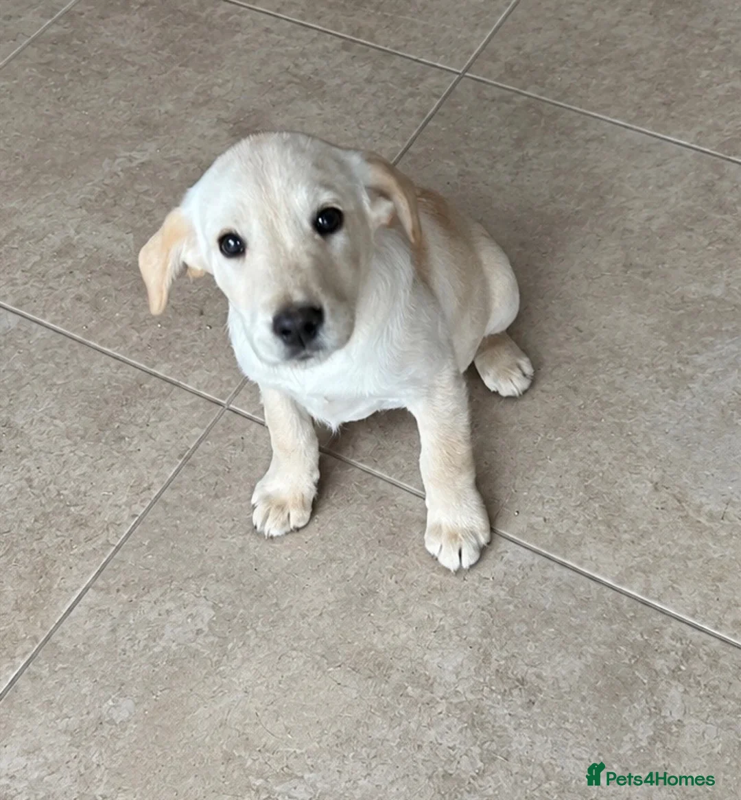 Goldador dogs for sale: Fully vaccinated Goldadors - Advert 4