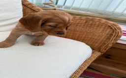Cocker Spaniel dogs for sale: Working cocker spaniels (red)  - Image 3