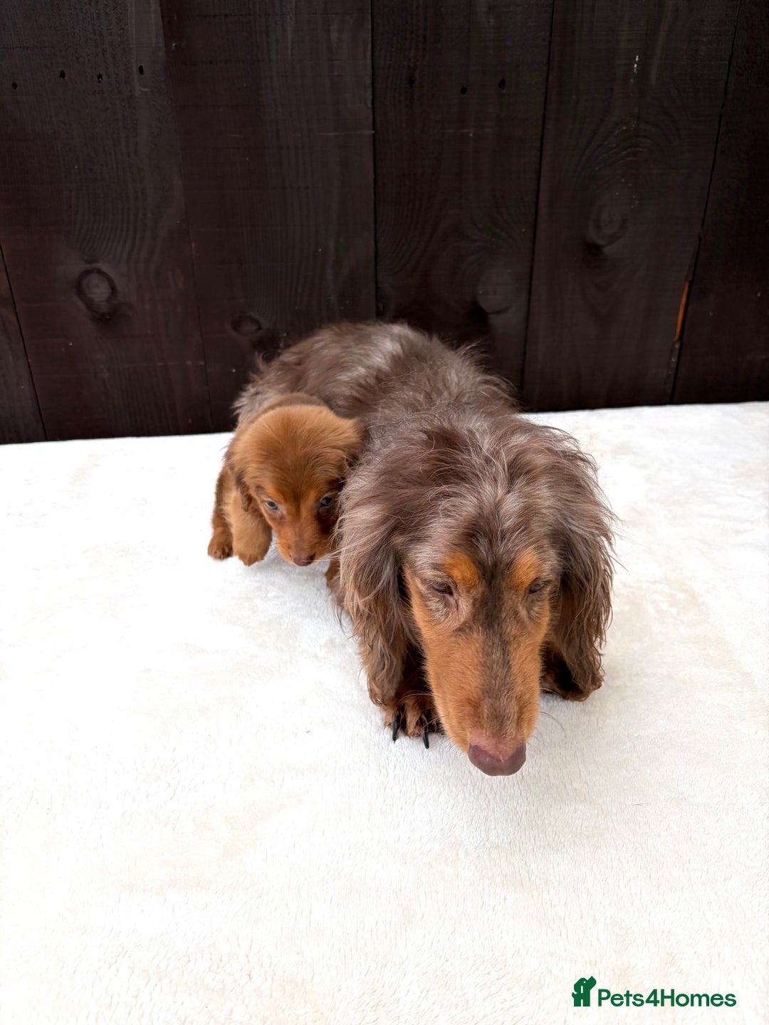 Miniature Dachshund dogs for sale: Dachshund puppy only 1 Boy still available  - Advert 26