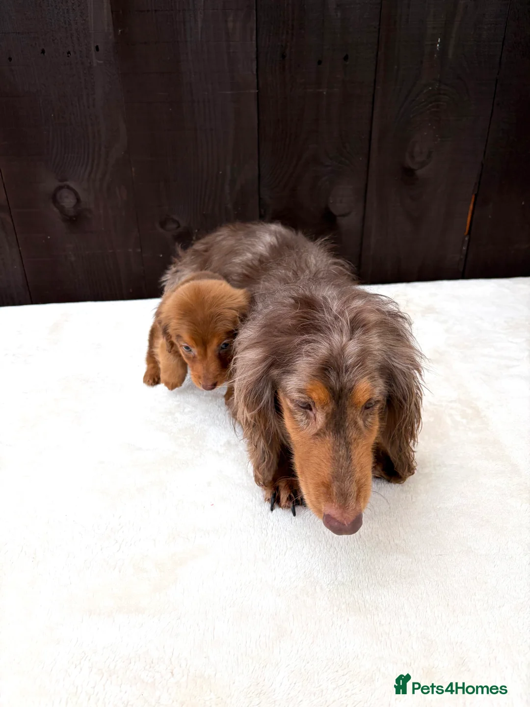 Miniature Dachshund dogs for sale: Dachshund puppy only 1 Boy still available  - Advert 26