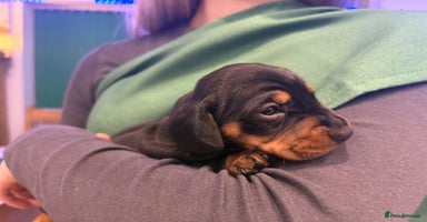 Miniature Dachshund dogs - Advert 2