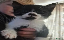 Mixed Breed cats for sale: Beautiful kittens  - Image 5
