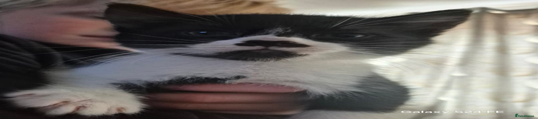 Mixed Breed Kitten 3
