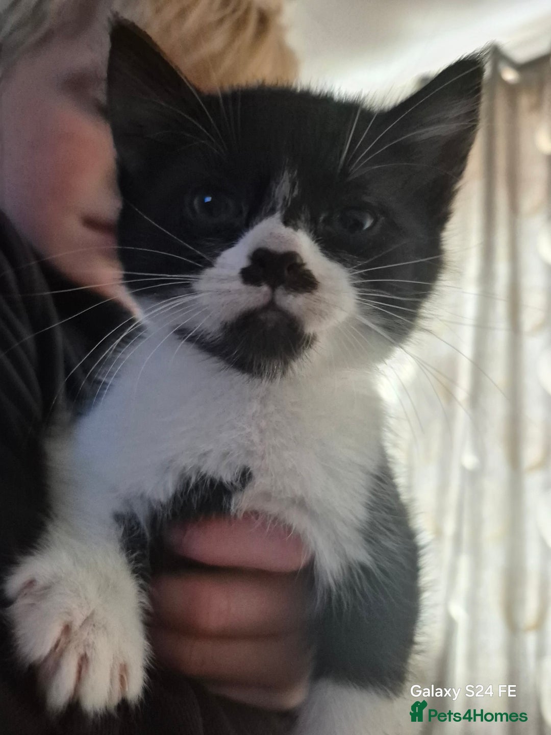 Mixed Breed cats for sale: Beautiful kittens  - Image 5