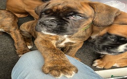 Boxer dogs for sale: READY TO GO - Chunky KC registered Boxer pups - Image 7