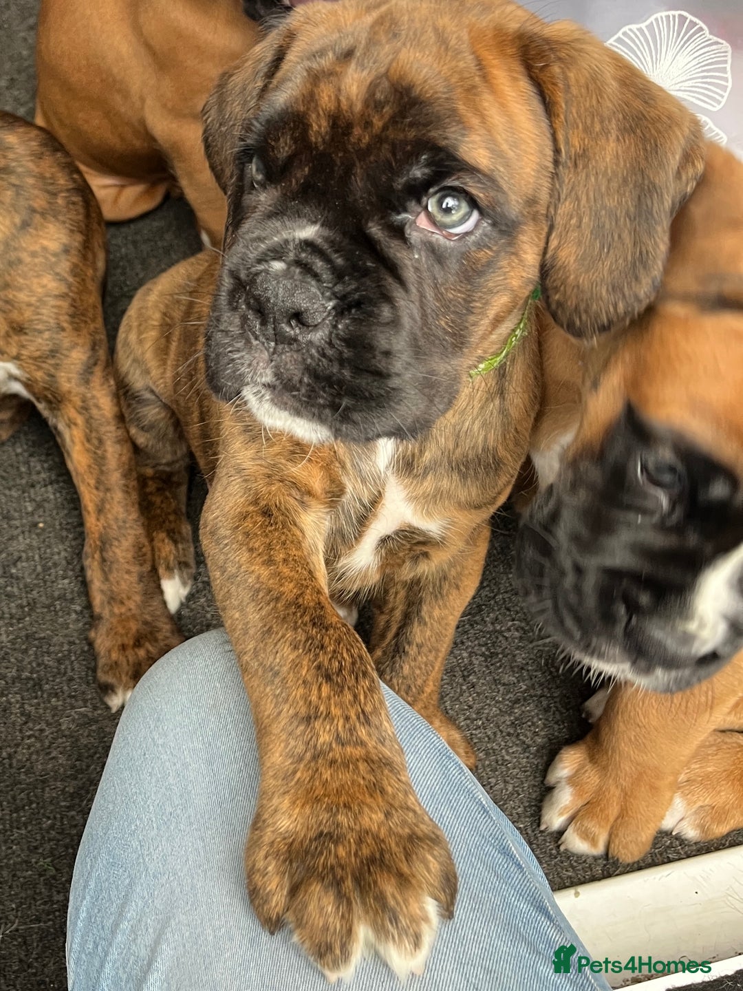 Boxer dogs for sale: READY TO GO - Chunky KC registered Boxer pups - Image 7