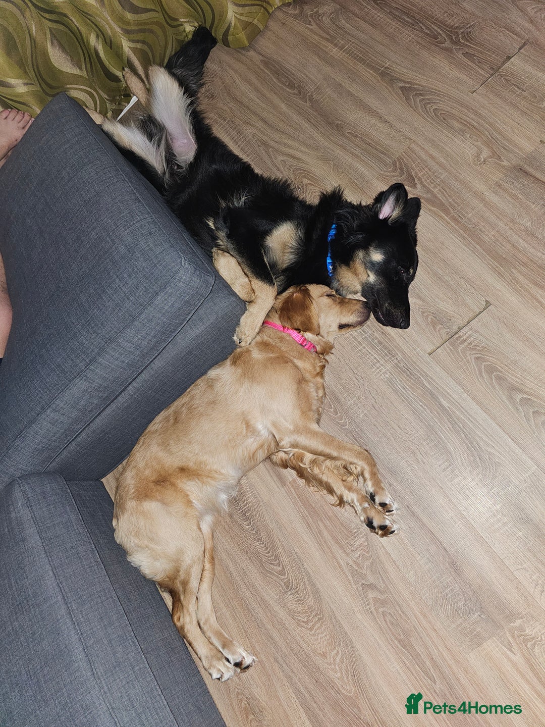 German Shepherd dogs for stud: Beautiful German shepherd for STUD - Advert 14