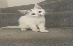 Mixed Breed cats for sale: 2 gorgeous boy left  - Image 3