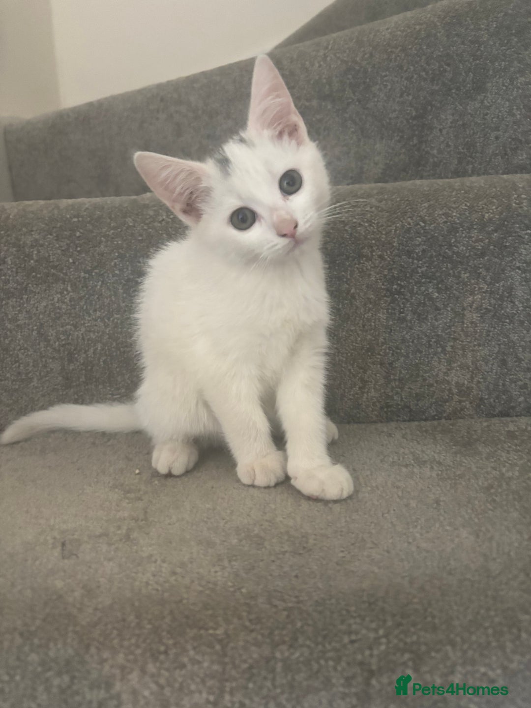 Mixed Breed cats for sale: 2 gorgeous boy left  - Image 3