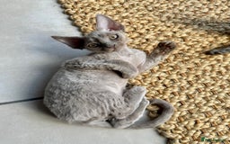 Devon Rex cats for sale: 🐾Pedigree Devon Rex Kittens- Raised with Love🐾 - Image 30