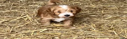 Sproodle dogs for sale: Beautiful Red & Apricot Sproodles - Advert 13
