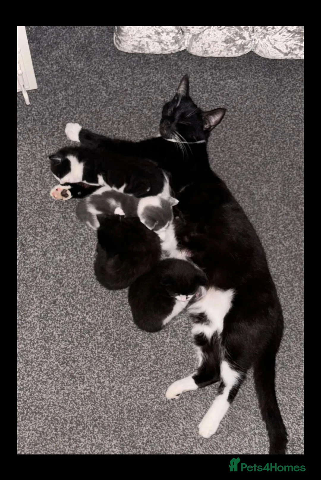Mixed Breed cats for sale: Black and White Pretty Boy Kitten Left - Advert 2