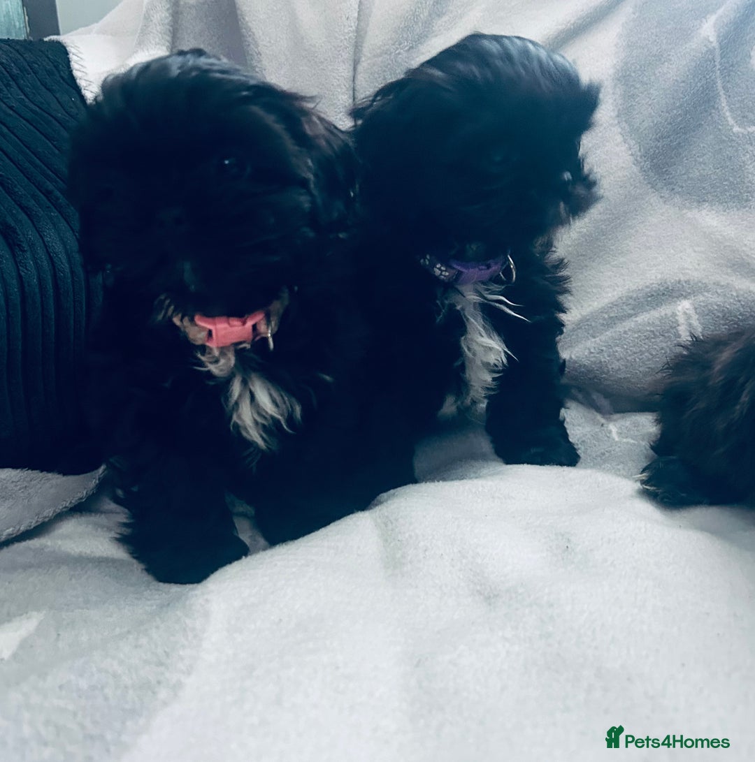 Shih Tzu dogs for sale: Beautiful Shih Tzus - Image 5