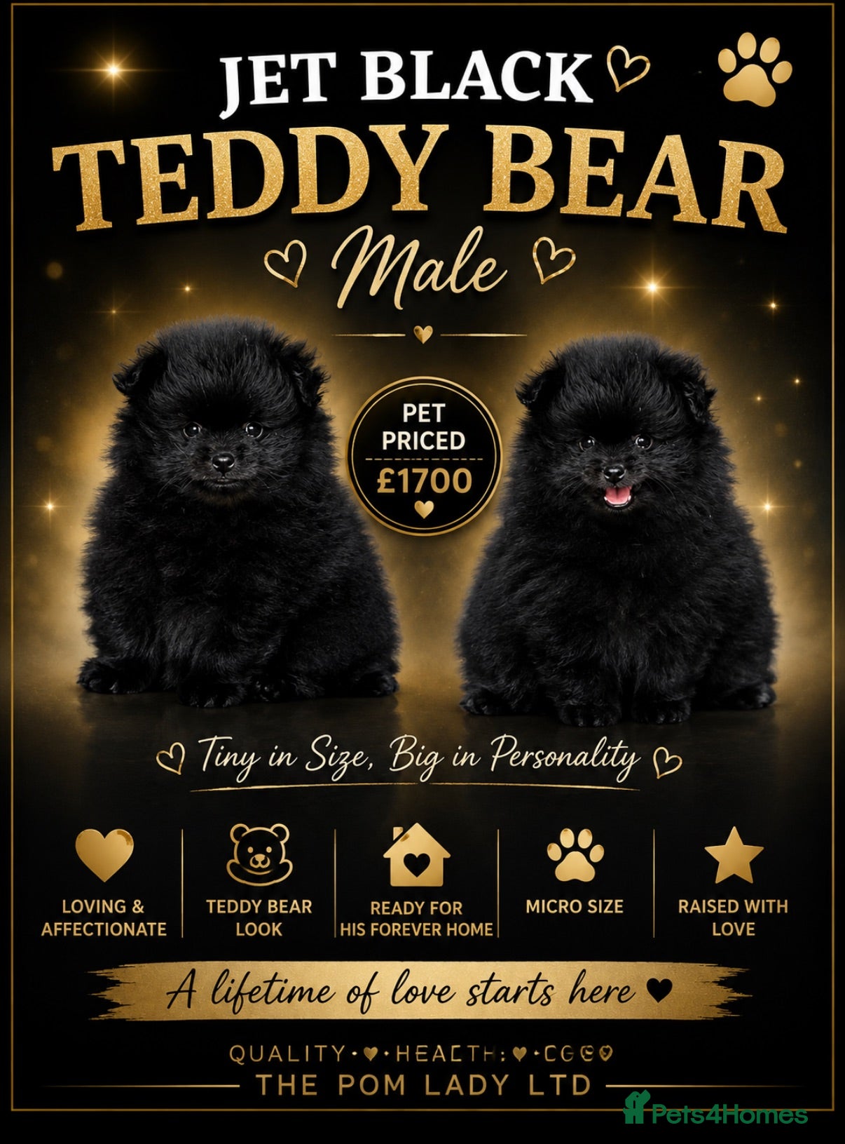 Pomeranian dogs 🧸 TOP QUALITY TEDDY BEAR POMS 🧸 - Advert 18