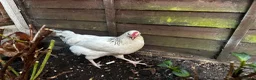 Chickens poultry for sale: 4 Hens for £70 in Manchester - Advert 10