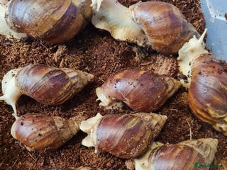 Snails invertebrates Giant African land snails - wild morph - Advert 1