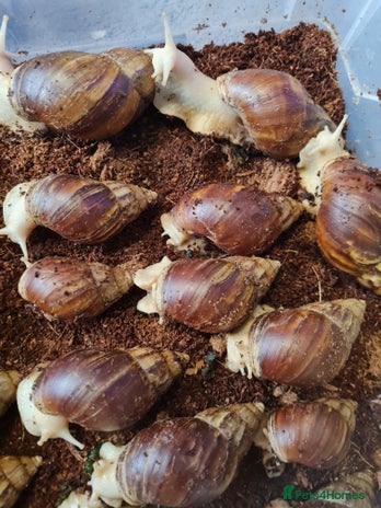 Snails invertebrates - Advert 9