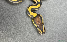 Python Snake reptiles for sale: Beautiful Ball Python Babies - Image 3