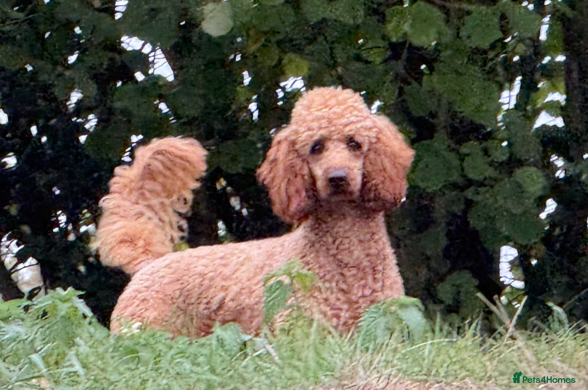 Miniature Poodle dogs STUNNING MINIATURE POODLE AVAILABLE FOR STUD - Advert 1