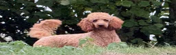 Miniature Poodle dogs for stud: STUNNING MINIATURE POODLE AVAILABLE FOR STUD - Advert 1