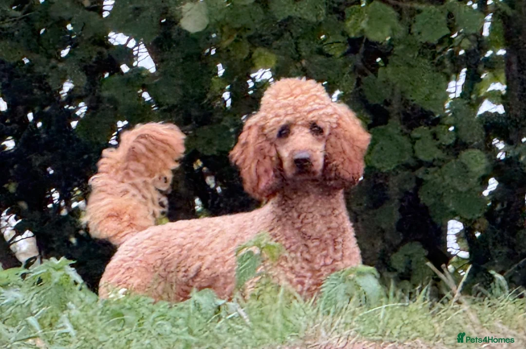 Miniature Poodle dogs for stud: STUNNING MINIATURE POODLE AVAILABLE FOR STUD - Advert 1