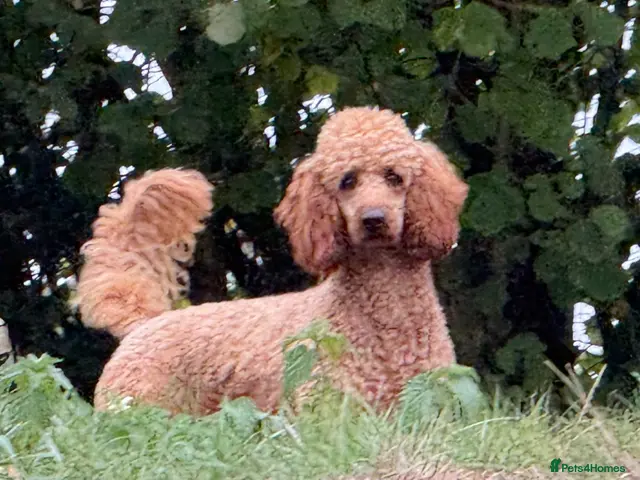 Miniature Poodle dogs STUNNING MINIATURE POODLE AVAILABLE FOR STUD - Advert 1