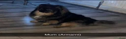 Pomeranian dogs for sale: KC Pomeranian teddy bears  - Advert 3