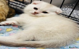 Scottish Fold cats for sale: Scottish Fold kittens - Image 4