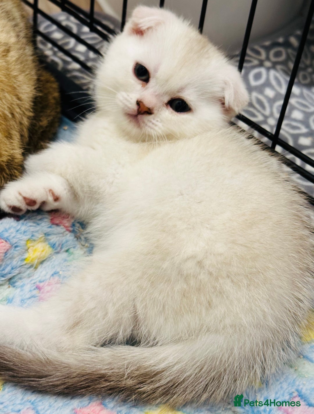 Scottish Fold cats for sale: Scottish Fold kittens - Image 4