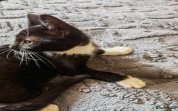Mixed Breed cats for sale: playful lovely kittens grey torti black girls boys - Image 13