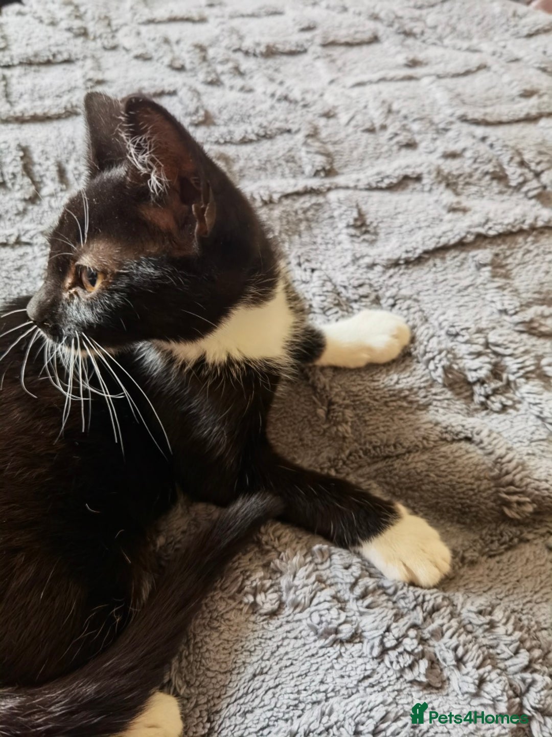 Mixed Breed cats for sale: playful lovely kittens grey torti black girls boys - Image 13