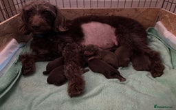 Cavapoo dogs for sale: £ negotiable for 5⭐️ Homes  Chocolate Cavapoos  - Image 14