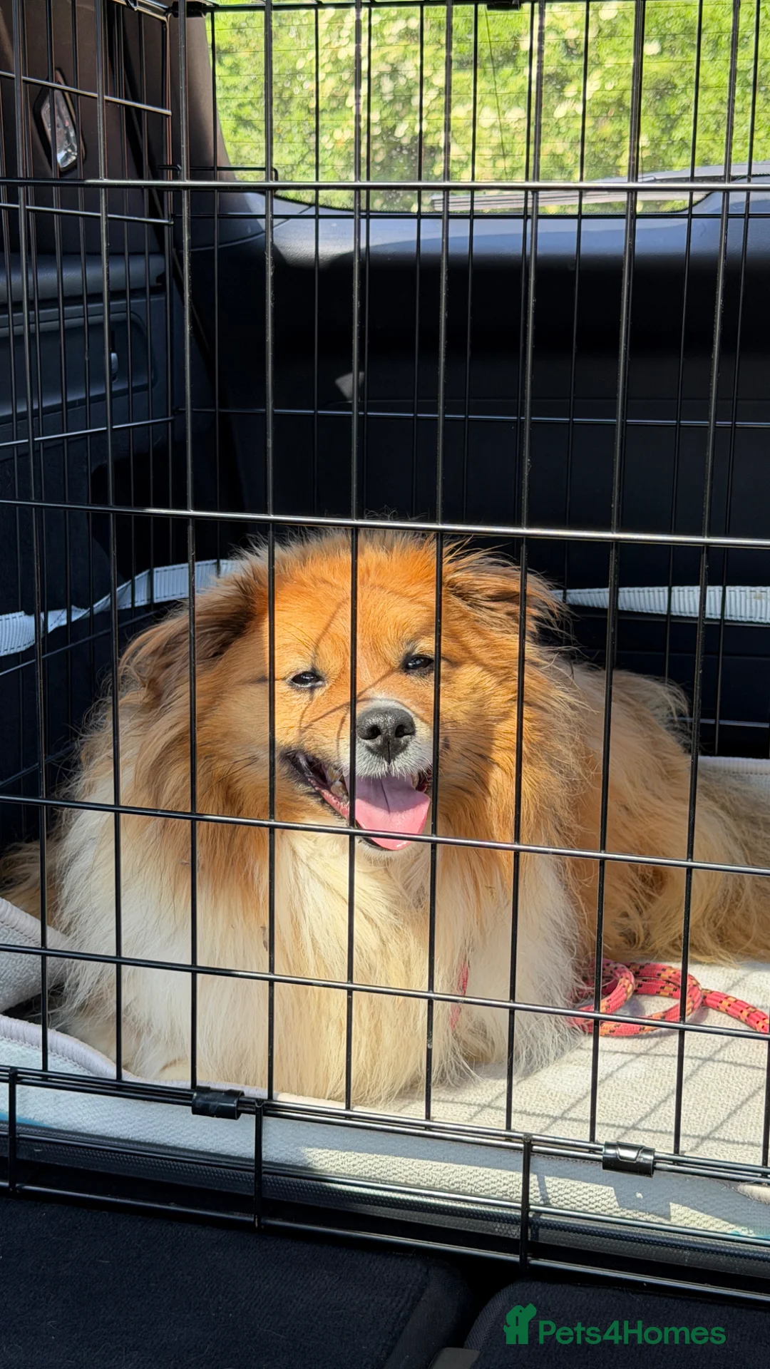 Mixed Breed dogs for adoption: Sweet Francis is Looking for His Forever Home 💙  - Advert 9