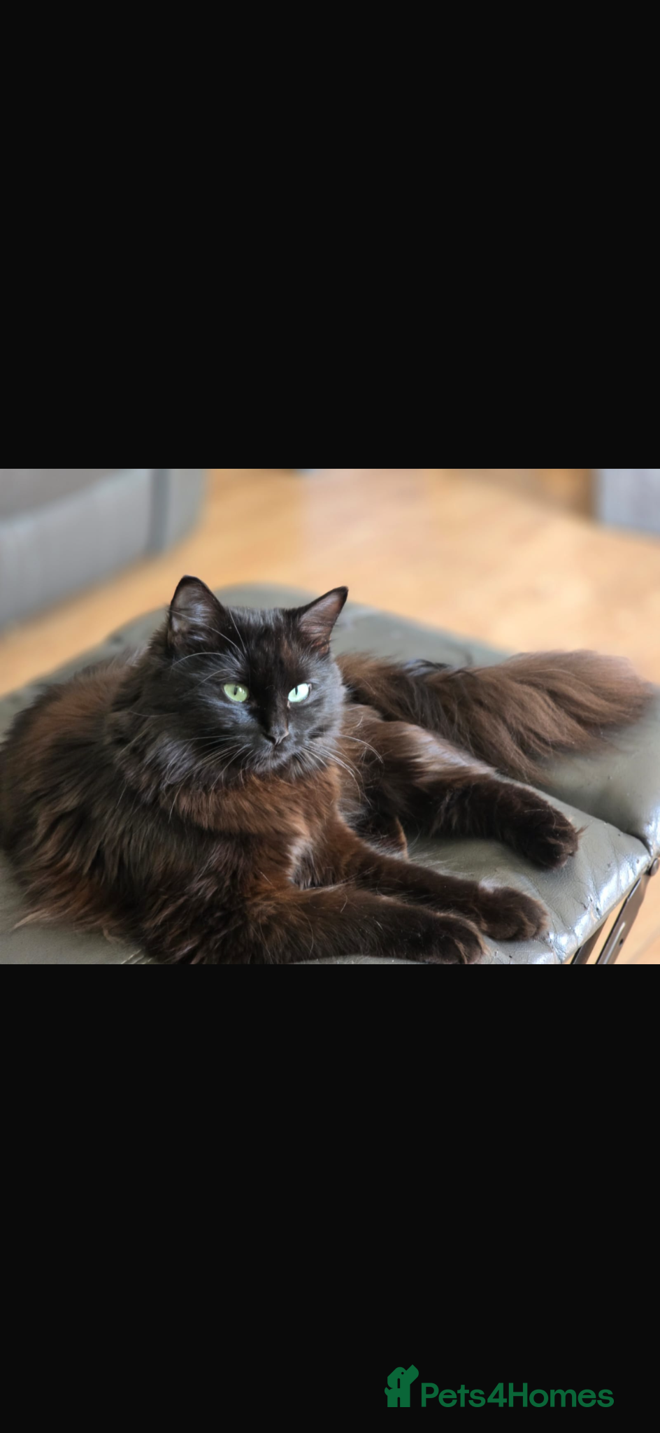 Ragdoll cats for sale: Ragdoll/persian mix - Advert 6