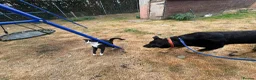 Mixed Breed dogs for adoption: Scribble - Norwich Norfolk  - Advert 8