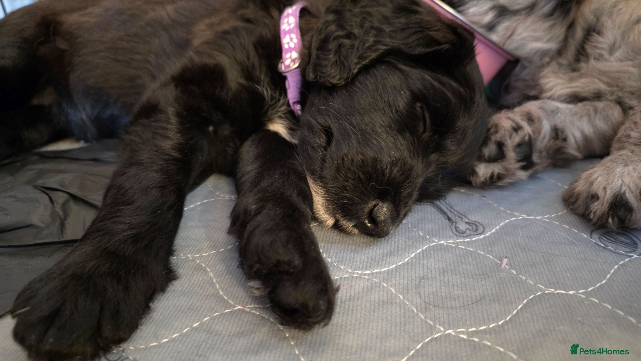 Bordoodle dogs 🐾 Last Three Cuties Looking For Their Humans 🐾 - Advert 1