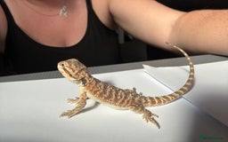 Bearded Dragon reptiles for sale: Baby beardies - Image 5