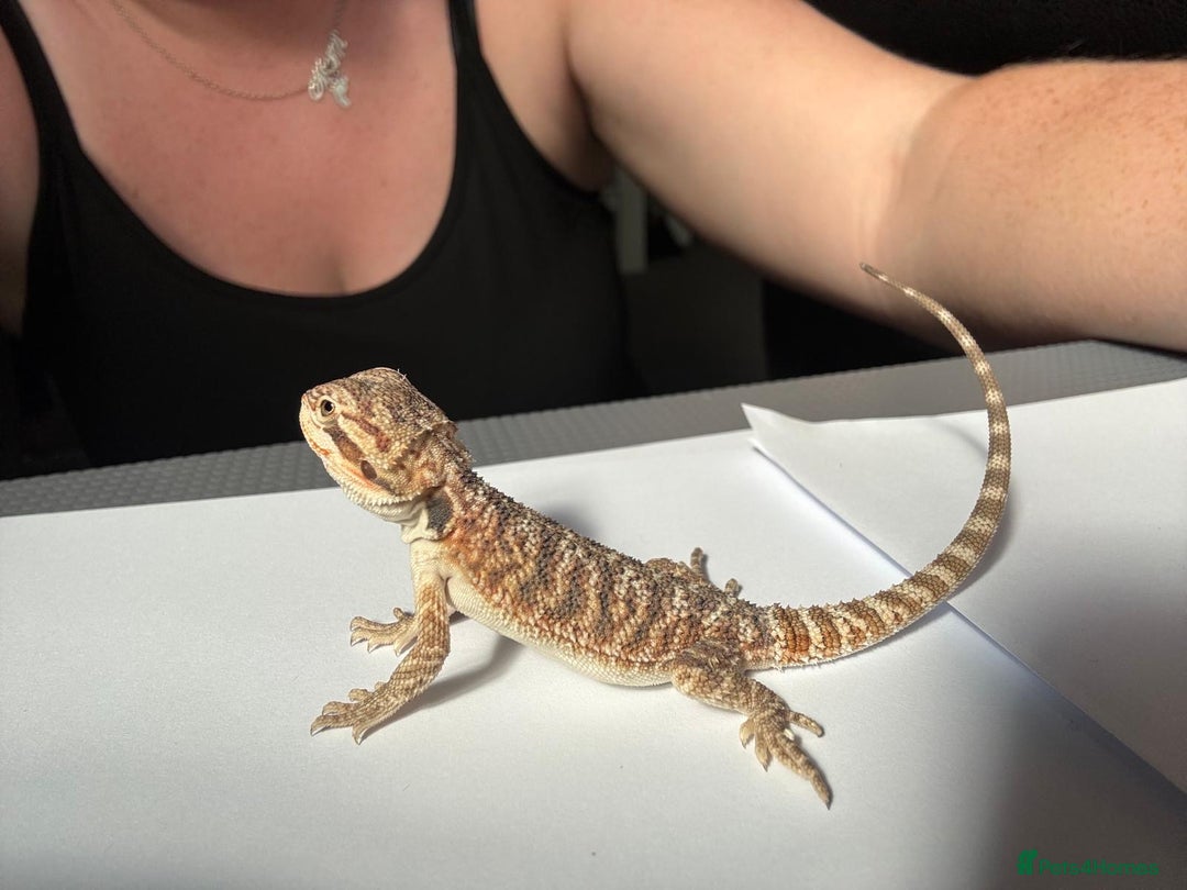 Bearded Dragon reptiles for sale: Baby beardies - Image 5