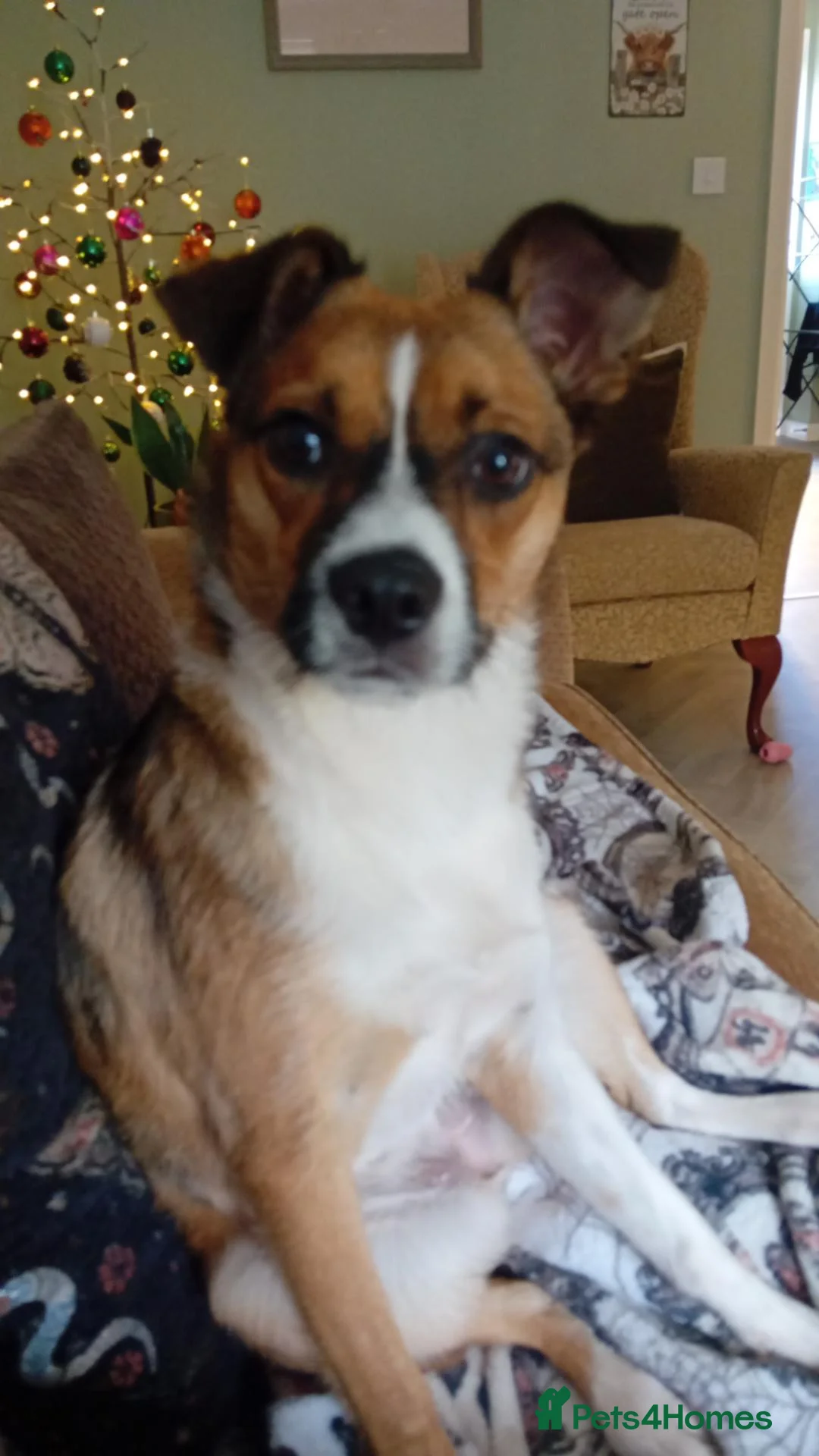Jug dogs for sale: Beautiful little girl needs her forever home  in Chippenham - Advert 2