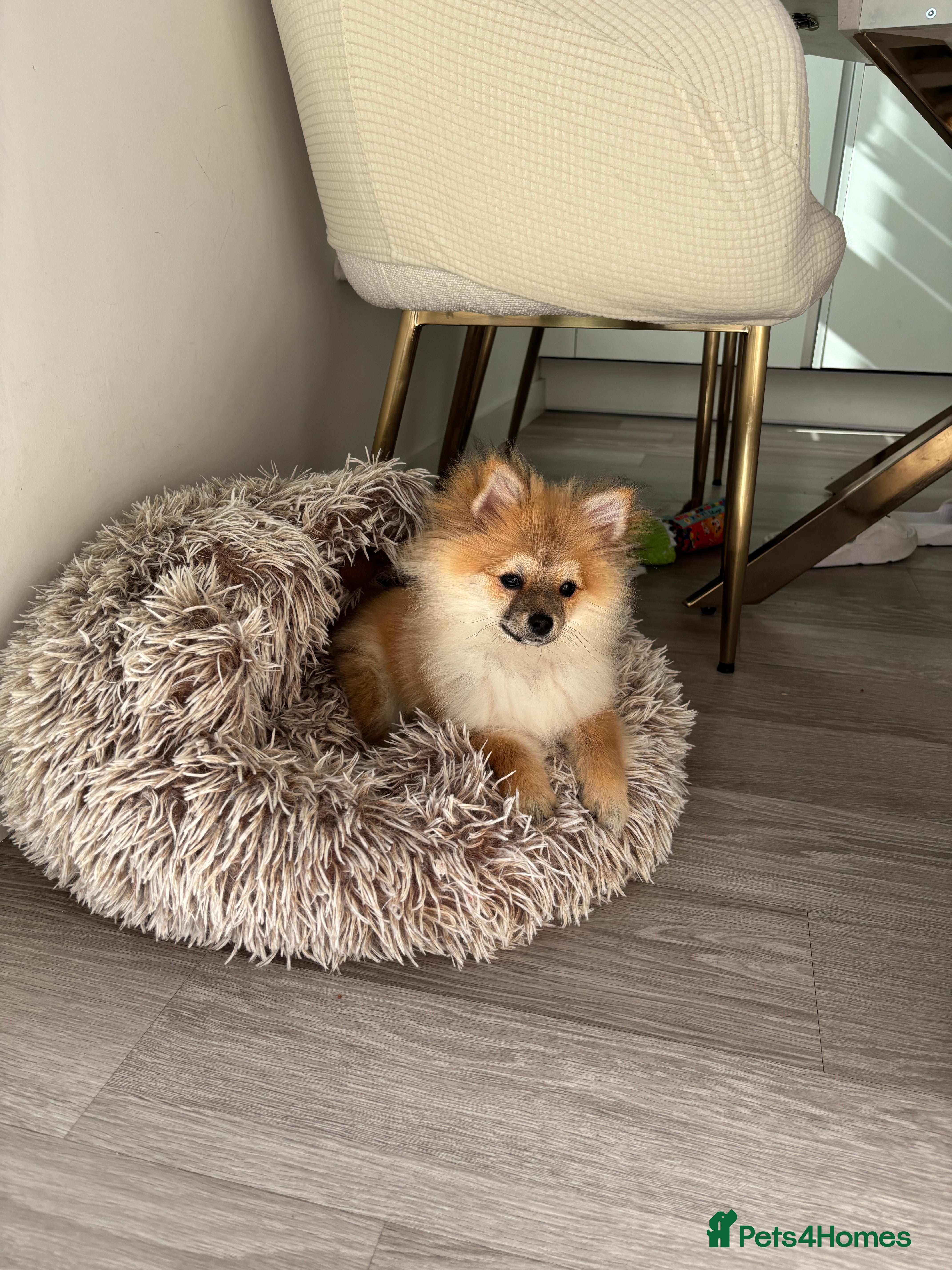 Pomeranian dogs Adorable Pomeranian boy  Available💫Coco - Advert 18