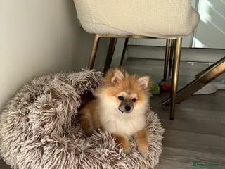 Pomeranian dogs Adorable Pomeranian boy Available💫Coco - Advert 18