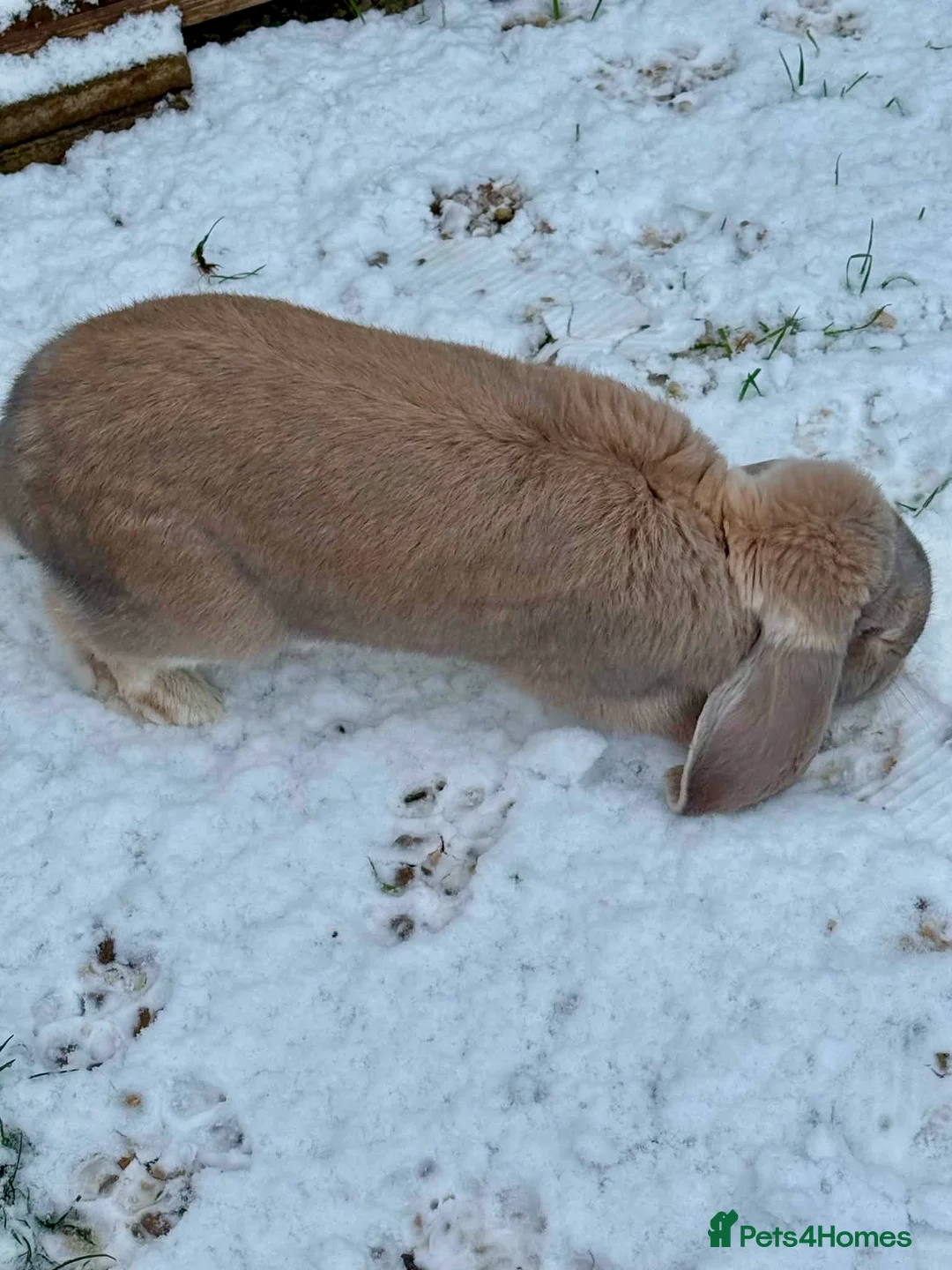 French Lop rabbits for sale: Male French lop  - Advert 7