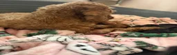 Miniature Poodle dogs for sale: Beautiful Miniature poodle puppies  in Thetford - Advert 1