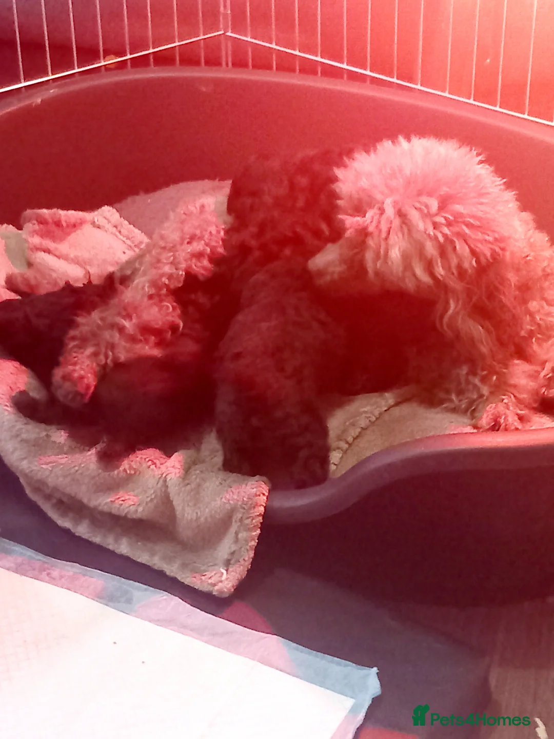 Toy Poodle dogs for sale: BEAUTIFULL TINY KC FULL PEDIGREE TOY POODLES* - Advert 21