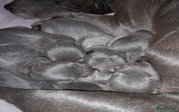 Staffordshire Bull Terrier dogs for stud: BLUE Proven 50+ litters, natural and artificial  in Erith - Image 15