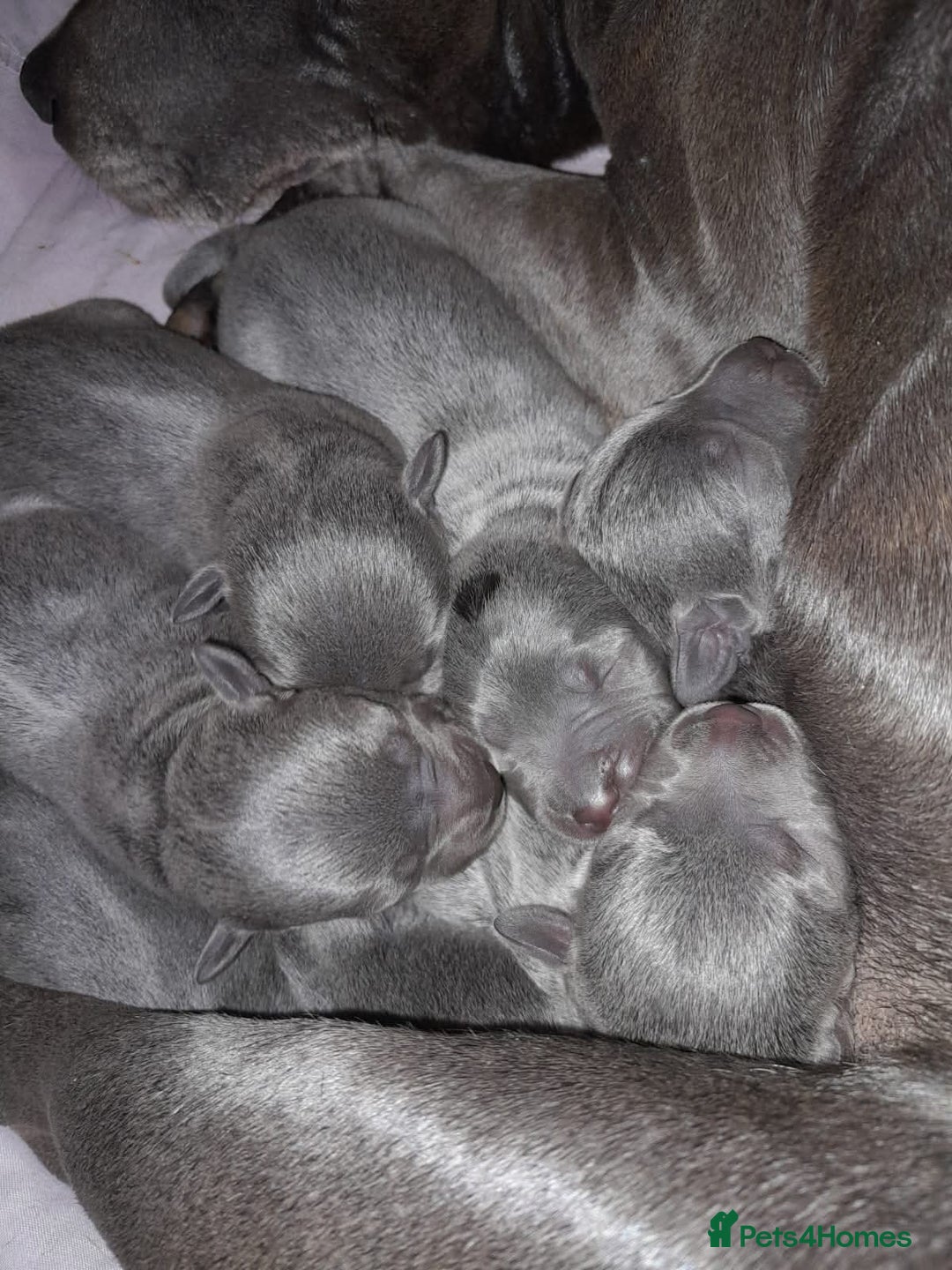 Staffordshire Bull Terrier dogs for stud: BLUE Proven 50+ litters, natural and artificial  in Erith - Image 15