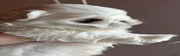 Maltese dogs for sale: Bambelina~ Simply The Best~ Korean Maltese in Stratford-upon-Avon - Advert 13