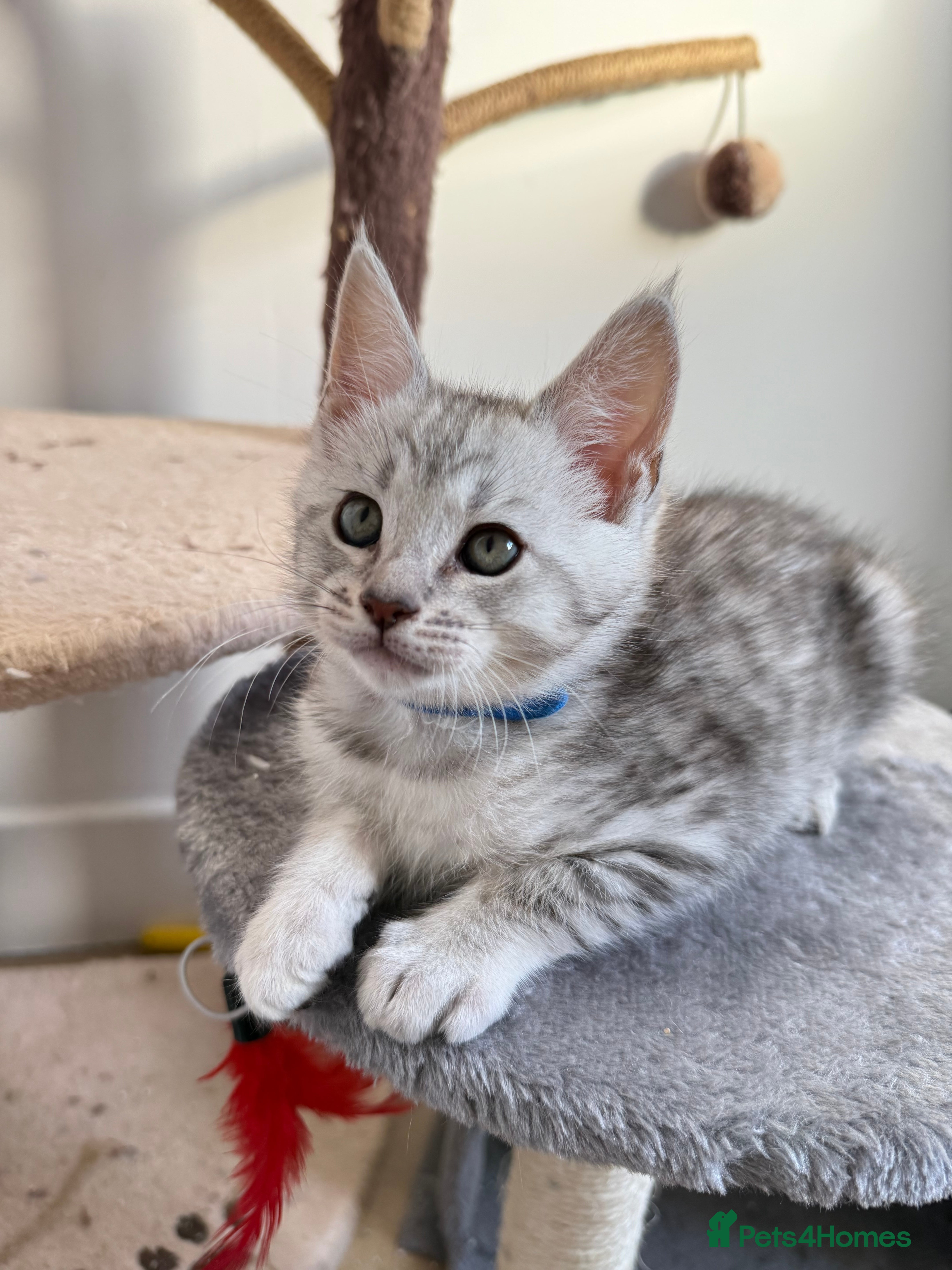 Maine Coon cats Last Maine Coon × Savannah Boy – Ready 06/02/26 - Advert 2