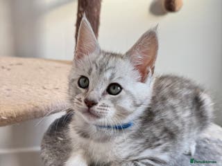 Maine Coon cats Last Maine Coon × Savannah Boy – Ready 06/02/26 - Advert 12