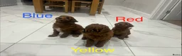 Cockapoo dogs for sale: ✨ Cockapoo Puppies – Family‑Raised Well‑Handled ✨ - Advert 7